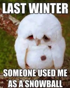 funny-winter-sad-owl-meme